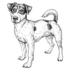 Full Jack Russell Sticker