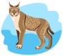 Full Length Spotted Bobcat Sticker