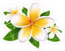 Fun Plumeria Flower Sticker
