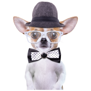 Funny Chihuahua Sticker