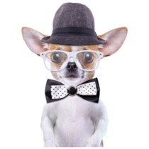 Funny Chihuahua Sticker