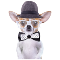 Funny Chihuahua Sticker