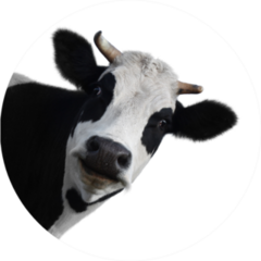 Funny Cow Isolated On A White Sticker