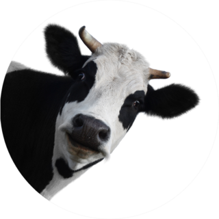 Funny Cow Isolated On A White Sticker