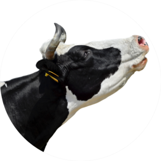 Funny Cow Isolated On White Farm Animals Sticker