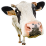 Funny Cute Cow Close Up Isolated On White Sticker