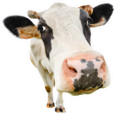 Funny Cute Cow Close Up Isolated On White Sticker