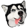 Funny Face Husky Sticker