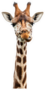 Funny Giraffes Face Sticker