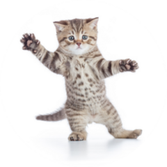 Funny Kitten Cat Standing Sticker