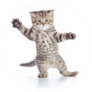 Funny Kitten Cat Standing Sticker