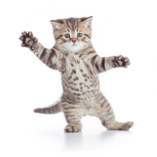 Funny Kitten Cat Standing Sticker