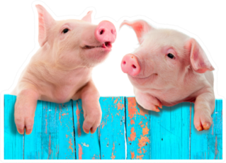 Funny Pigs Hanging On A Fence Sticker