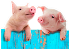 Funny Pigs Hanging On A Fence Sticker