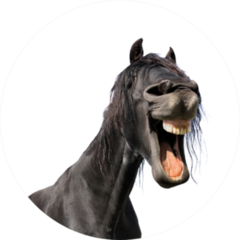 Funny Portrait Of A Black Horse Sticker
