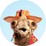 Funny Portrait Of Camel With Hat Sticker