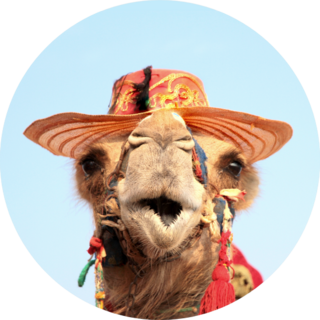 Funny Portrait Of Camel With Hat Sticker