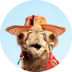 Funny Portrait Of Camel With Hat Sticker