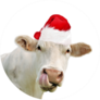 Funny Portrait Of Cow Wearing A Santa Hat Sticker