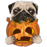 Funny Pumpkin Pug Sticker