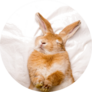 Funny Rabbit Sleeps On White Blanket Sticker