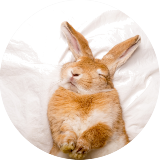 Funny Rabbit Sleeps On White Blanket Sticker