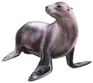 Fur Seal, Sea Lion Isolated On White Sticker