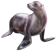 Fur Seal, Sea Lion Isolated On White Sticker