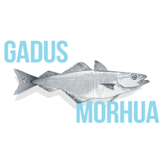 Gadus Morhua Sticker