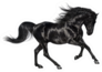 Galloping Shiny Black Andalusian Stallion Sticker