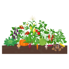 Garden With Vegetable Plants Growing Sticker