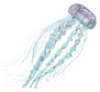 Gentle Jellyfish Isolated On White Sticker