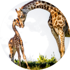 Gentle Moment Between A Mother Giraffe And Her Baby Sticker