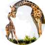 Gentle Moment Between A Mother Giraffe And Her Baby Sticker