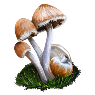 Genus Psathyrella Mushroom, Fungus Closeup Sticker