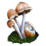 Genus Psathyrella Mushroom, Fungus Closeup Sticker