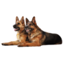 German Shepherd Hugs Sticker