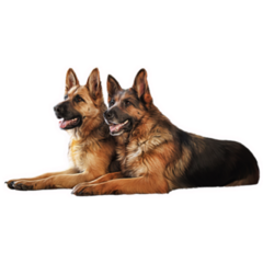 German Shepherd Hugs Sticker