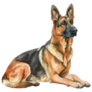 German Shepherd Laying Sticker