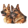 German Shepherds Sticker 
