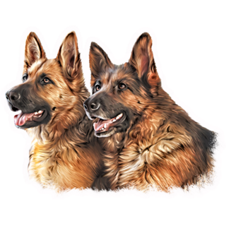 German Shepherds Sticker 