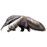 Giant Anteater Realistic Illustration Sticker