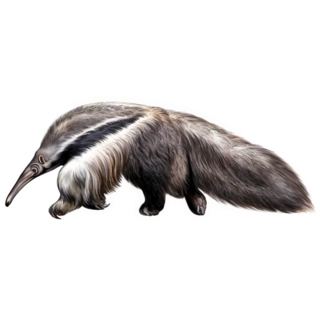Giant Anteater Realistic Illustration Sticker