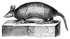 Giant Armadillo, Vintage Engraved Illustration Sticker