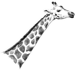 Giraffe Head Sketch Hand Drawn Sticker