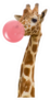 Giraffe In Zoo Chewing Pink Bubble Gum Sticker
