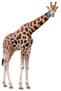 Giraffe Isolated Sticker