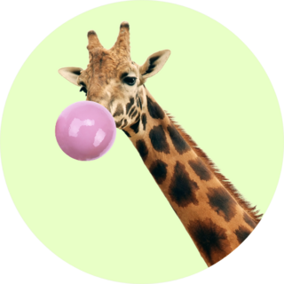 Giraffe With Bubble Gum On Green Sticker