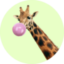 Giraffe With Bubble Gum On Green Sticker
