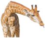 Giraffe With Tongue Out Sticker